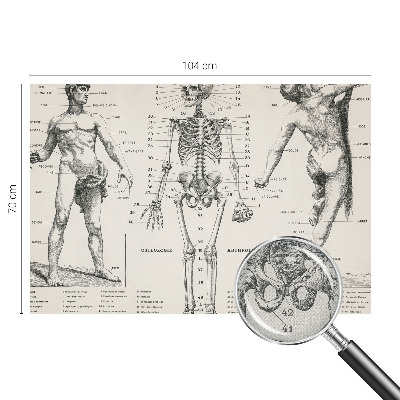 Removable wall mural wallpaper Classical anatomy