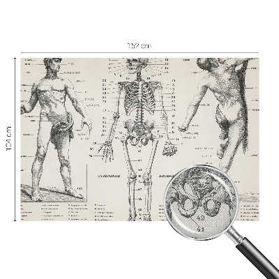 Removable wall mural wallpaper Classical anatomy