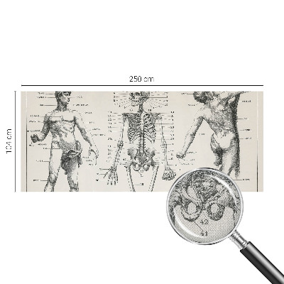 Removable wall mural wallpaper Classical anatomy