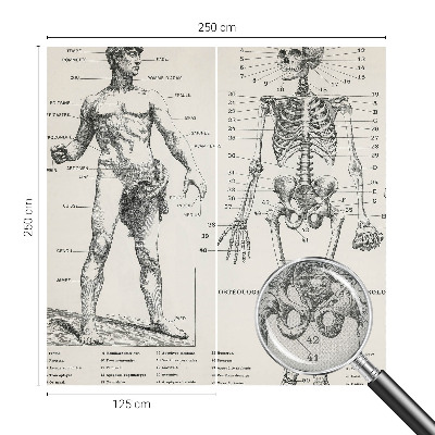 Removable wall mural wallpaper with a classical anatomy illustration