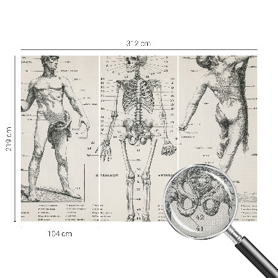 Removable wall mural wallpaper with a classical anatomy illustration