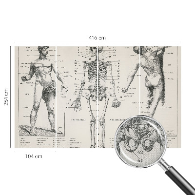 Removable wall mural wallpaper with a classical anatomy illustration