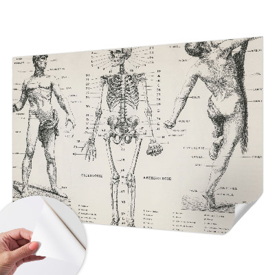 Removable wall mural wallpaper Classical anatomy