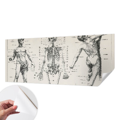 Removable wall mural wallpaper Classical anatomy