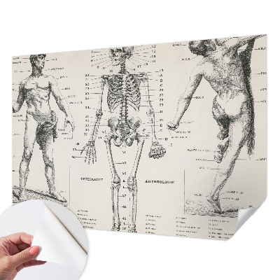 Removable wall mural wallpaper Classical anatomy