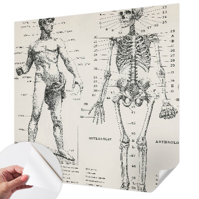 Removable wall mural wallpaper Classical anatomy