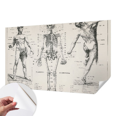 Removable wall mural wallpaper Classical anatomy