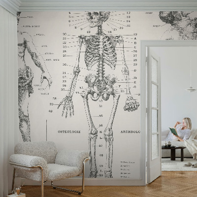 Removable wall mural wallpaper Classical anatomy