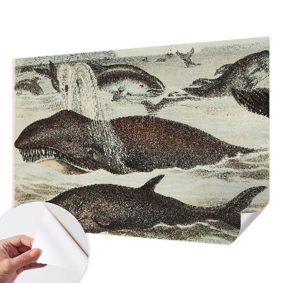Self-adhesive wall mural Sea creatures