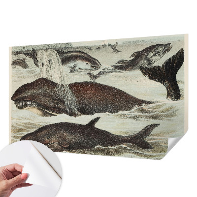 Self-adhesive wall mural Sea creatures