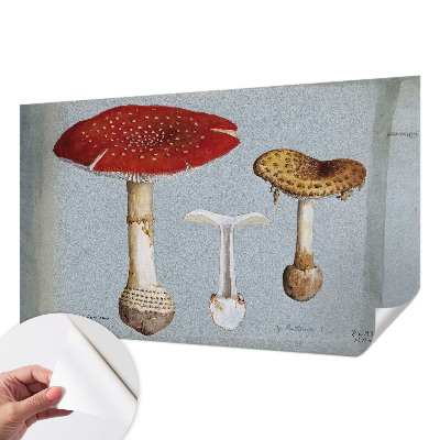 Peel and stick wall mural with engraved mushroom illustrations