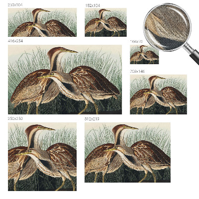 3D wall mural with a realistic birds motif
