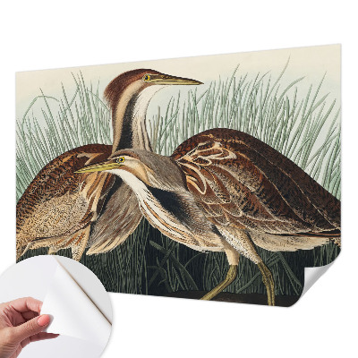 3D wall mural with a realistic birds motif