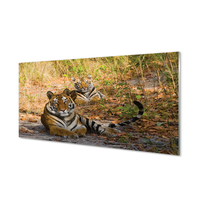 Acrylic print Tiger