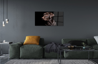 Acrylic print Brown dog