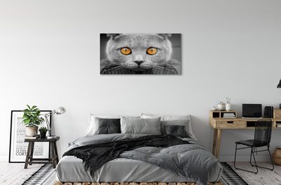 Acrylic print British gray cat