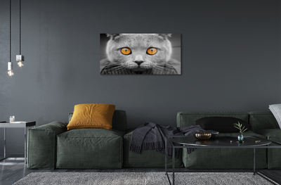 Acrylic print British gray cat