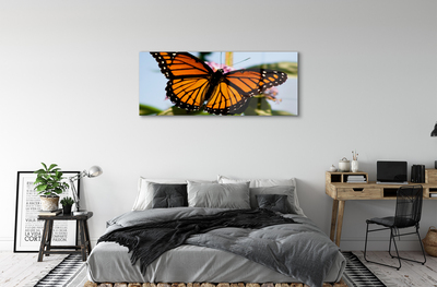 Acrylic print Butterfly color