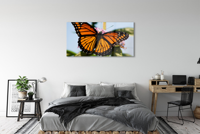 Acrylic print Butterfly color