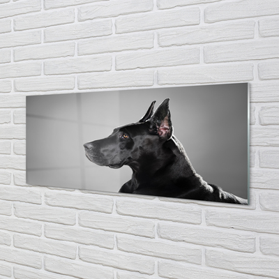 Acrylic print Black dog