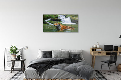 Acrylic print Falling water tiger