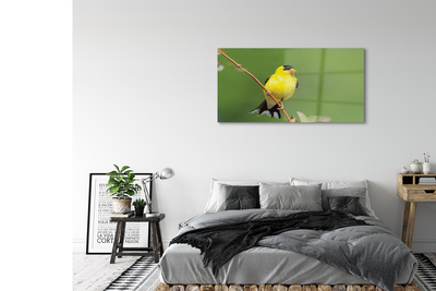 Acrylic print Yellow parrot
