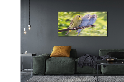 Acrylic print Parrot on a branch colored