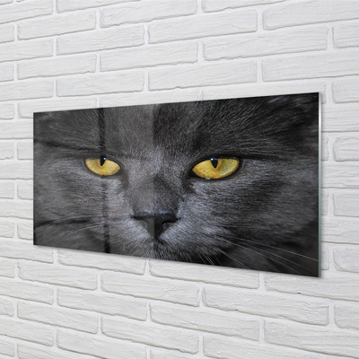 Acrylic print Black cat