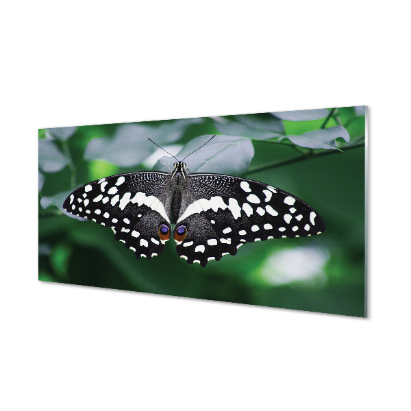 Acrylic print Butterfly colorful leaves