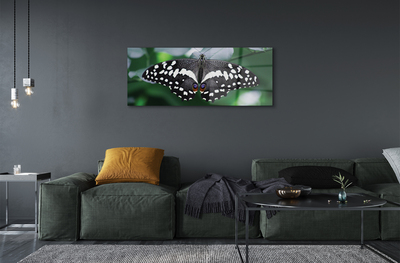 Acrylic print Butterfly colorful leaves