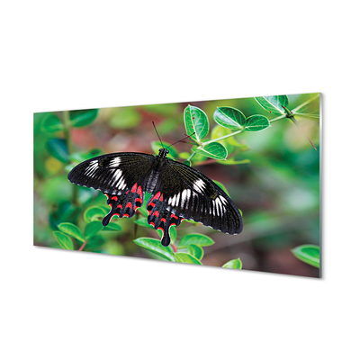 Acrylic print Leaves colored butterfly
