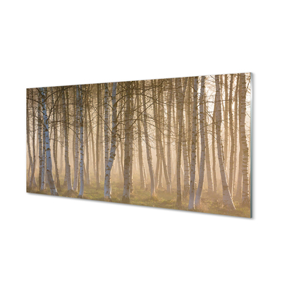 Acrylic print Forest sunrise