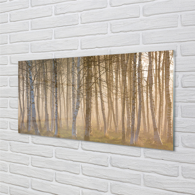 Acrylic print Forest sunrise