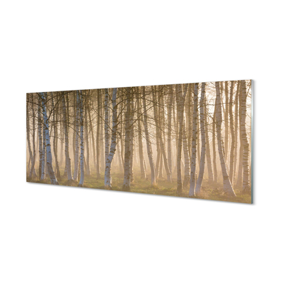 Acrylic print Forest sunrise