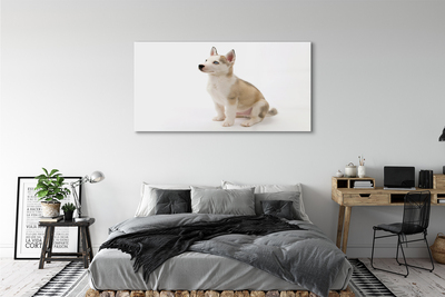 Acrylic print Sitting small dog