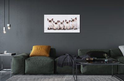 Acrylic print Kitten