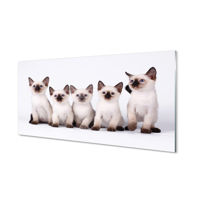 Acrylic print Kitten
