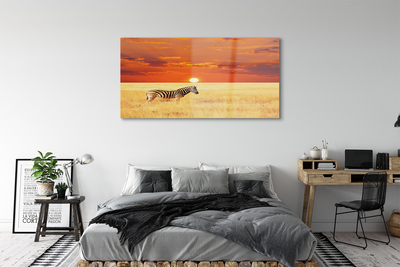 Acrylic print Zebra sunset field