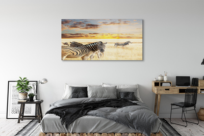 Acrylic print Sunset on the field zebra