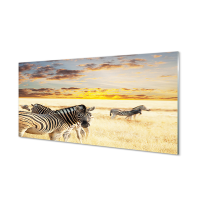 Acrylic print Sunset on the field zebra