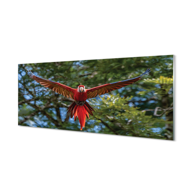 Acrylic print Macaw parrot