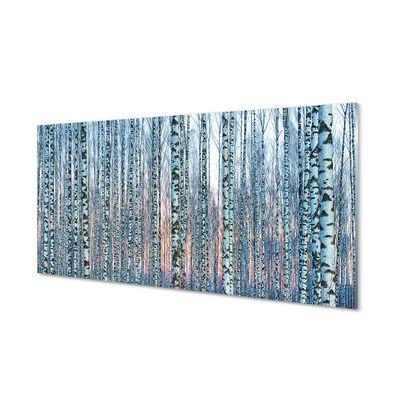 Acrylic print Sunset the birch forest