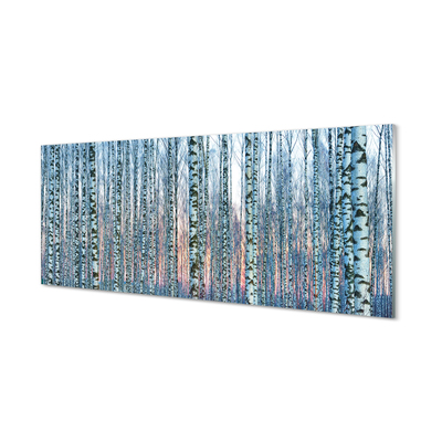 Acrylic print Sunset the birch forest
