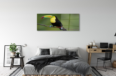 Acrylic print Parrot on a branch colored