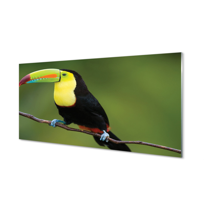 Acrylic print Parrot on a branch colored