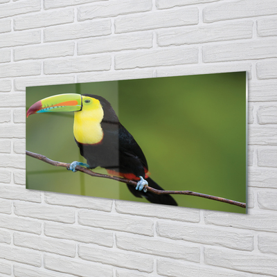 Acrylic print Parrot on a branch colored