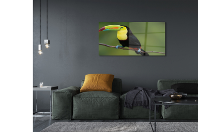 Acrylic print Parrot on a branch colored