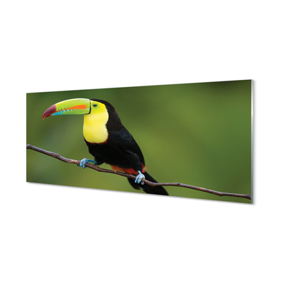 Acrylic print Parrot on a branch colored