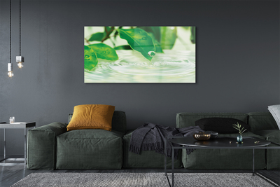 Acrylic print Water drops leaves