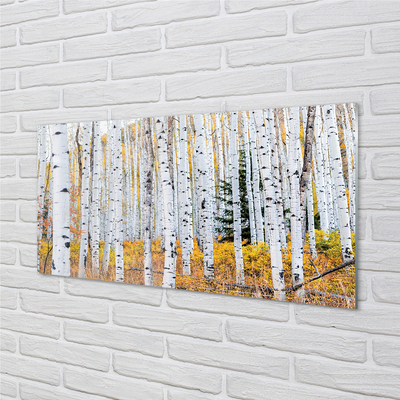 Acrylic print Autumn birch